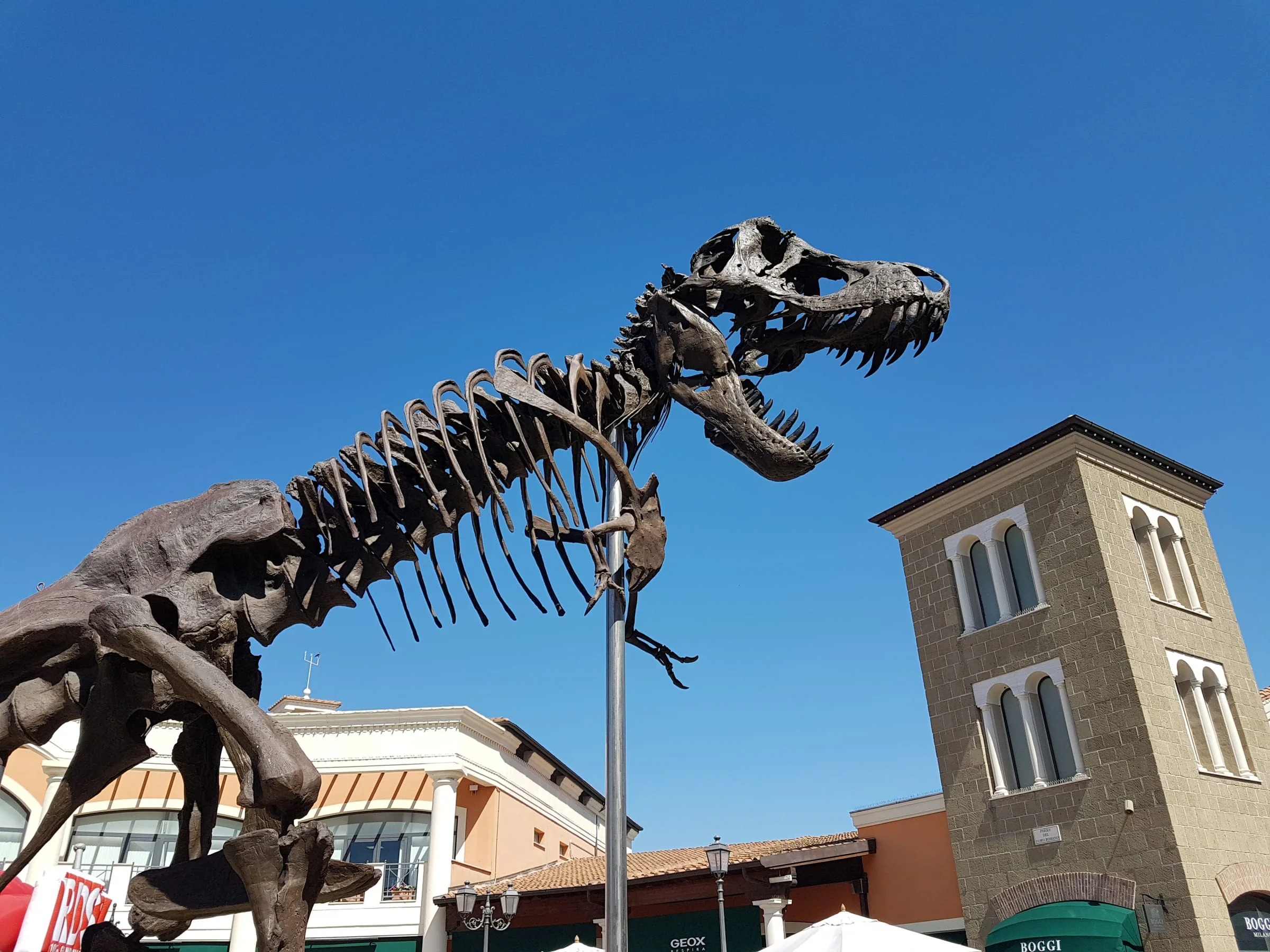 The same T-rex seen along its full length: complete skeleton from the cervical vertebrae down to the tail, dynamic pose above the structural pole, white stone base surrounded by hedges and flowerbeds, in the background the outlet's brick and travertine buildings with Desigual and Geox store signage