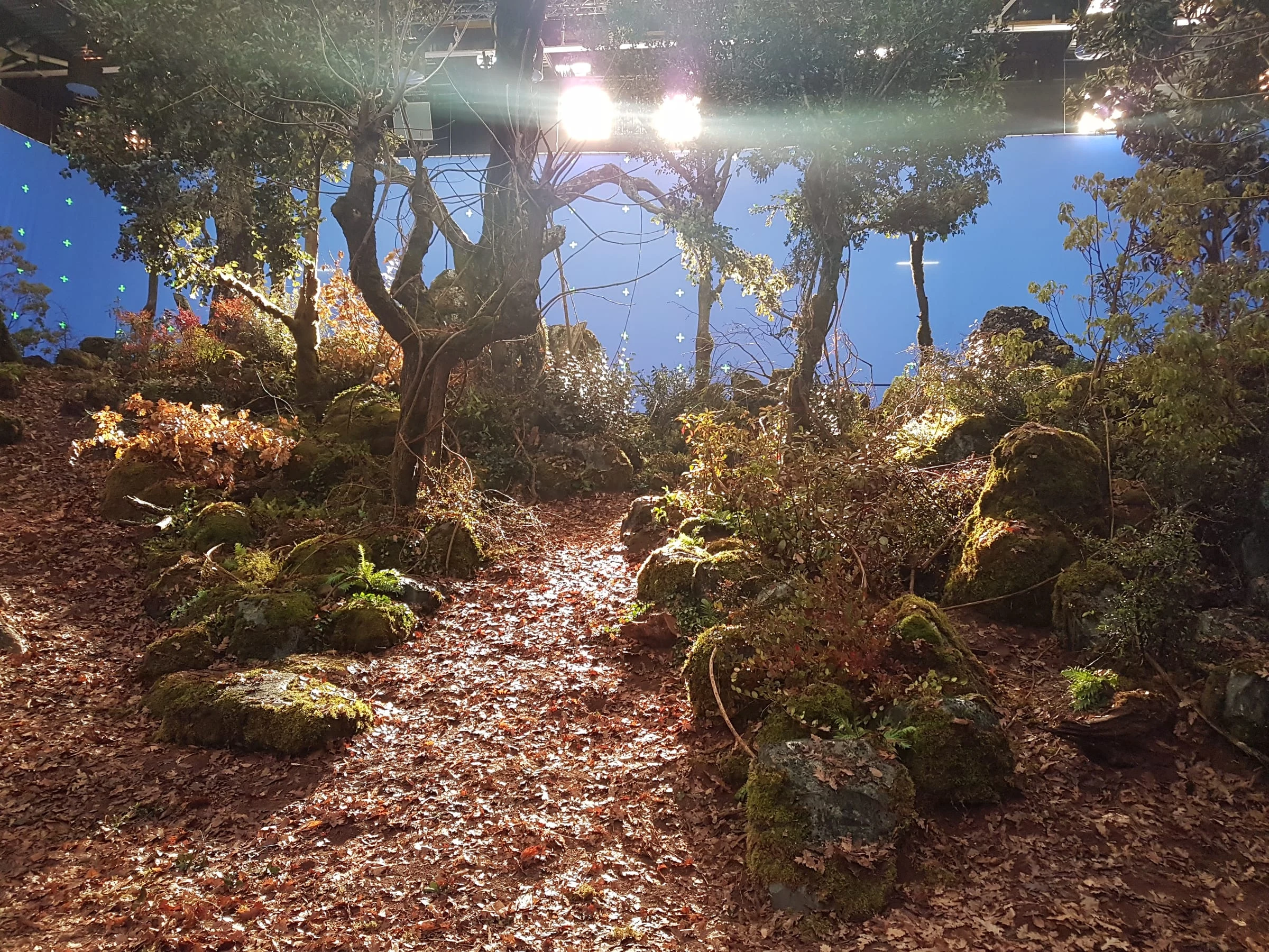 Overall view of the forest set at Cinecittà: leaves on the ground, sculpted trees, mossy rocks, blue night-time cyclorama with stars. Warm light of the daytime scene falling from above.